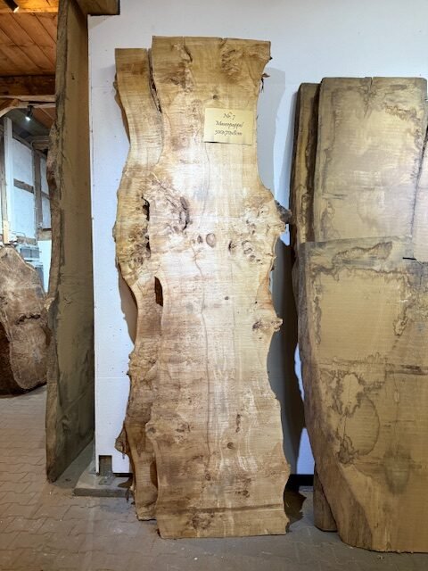 Maserpappel 300cm 8cm stark verschiedene Breiten – Bild 3