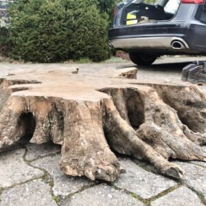 Olive Baumscheibe Wurzel