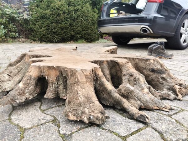 Olive Baumscheibe Wurzel