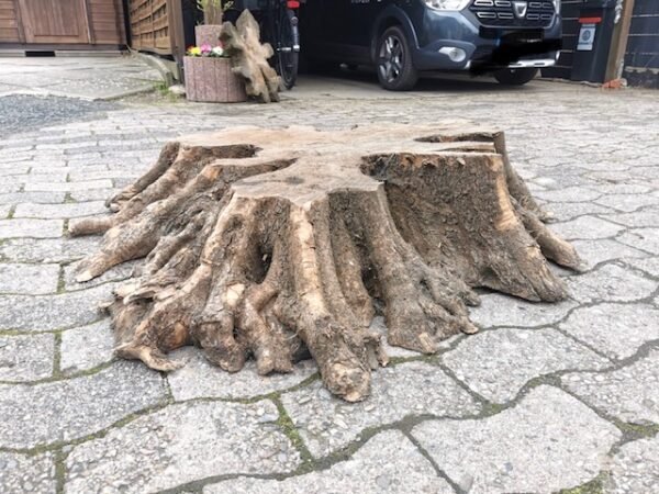 Olive Baumscheibe Wurzel – Bild 3