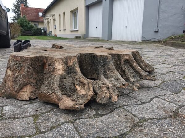 Olive Baumscheibe Wurzel – Bild 2