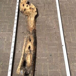 Olive Bohle Nr 4