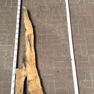 Olive Bohle Nr 8