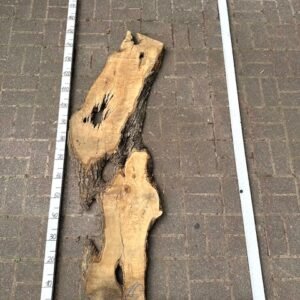 Olive Bohle Nr 10