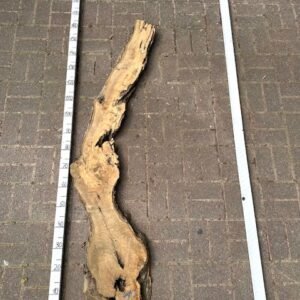 Olive Bohle Nr 12