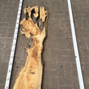 Olive Bohle Nr 26