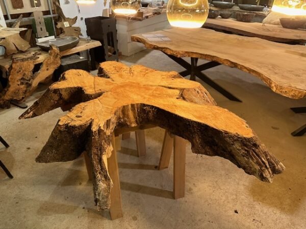 Buche Baumscheiben Wurzelholz XXL – Bild 4
